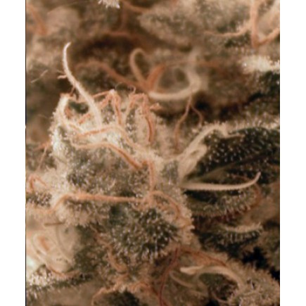 Rittus Haze